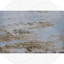 Common ringed plover