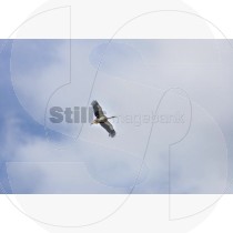 Stork