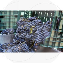 Grapes