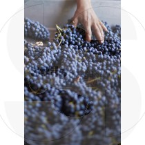 Grapes