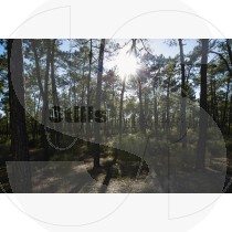 National pinewood of the dunes of Vila Real de Santo António