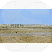 Clam picking