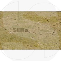 Fiddler crabs