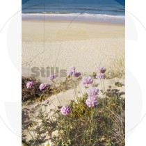Strand grasnelke
