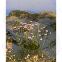 Strand grasnelke
