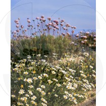 Daisys