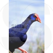 Purple swamphen