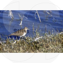Dunlin