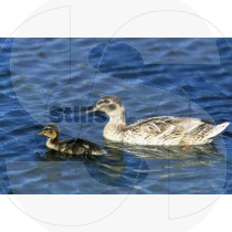 Mallard
