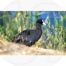 Eurasian coot