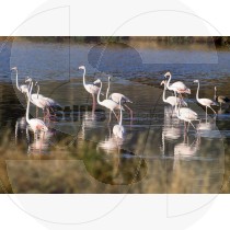 Flamingos