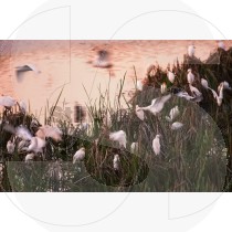 Cattle egrets