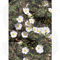 Rock rose flower