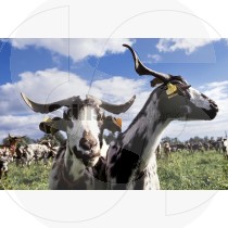 Goats grazing