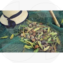 Almond Harvest