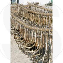 Dried Blackmouth catshark