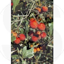 Medronho tree