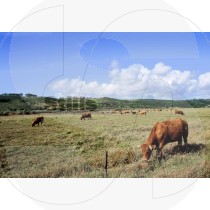 Rural algarvian landscape
