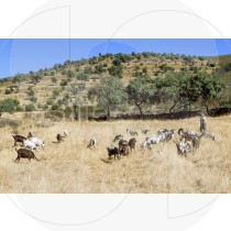 Shepherd with goats (RM)