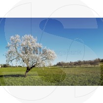 Almond blossom tree