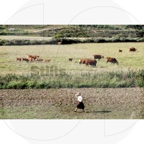 Rural algarvian landscape