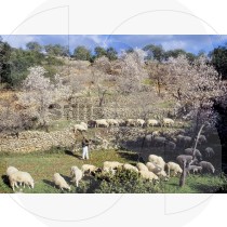 Shepherd with sheeps (RM)