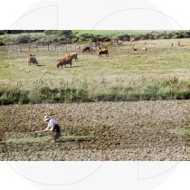 Rural algarvian landscape