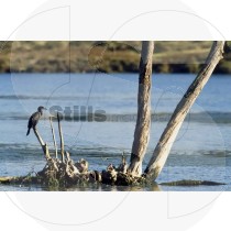 Cormorant