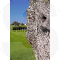 Tree detail on golf course