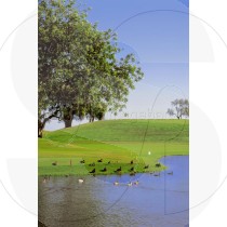 Lake on a golf course