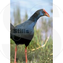 Purple swamphen at Ria Formosa