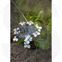 Hydrangea