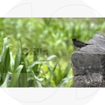 Black-Melre