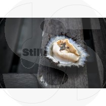 Limpet