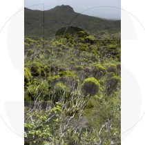 Pico mountain