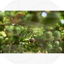 Passion fruit