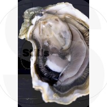 Oyster