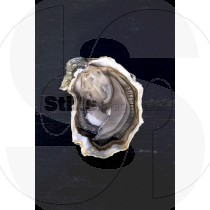 Oyster