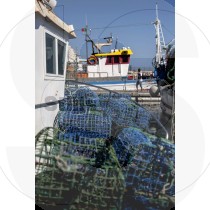 Octopus Trap Coves