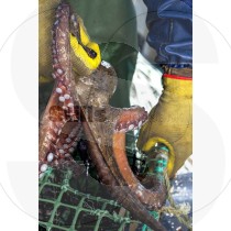 Octopus fishing with cove trap
