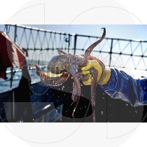 Octopus fishing