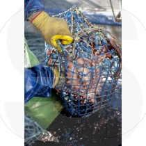 Octopus fishing with cove trap