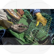 Octopus fishing with cove trap