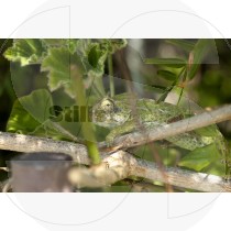 Chameleon of Ria Formosa