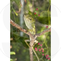 Chameleon of Ria Formosa