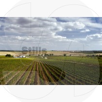 Ribafreixo vineyard