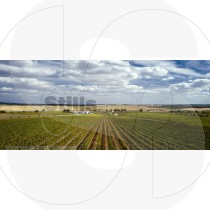 Ribafreixo vineyard