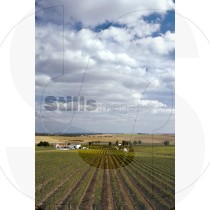 Ribafreixo vineyard