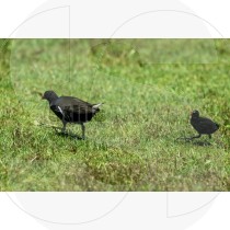 Gallinula and cub typical at Ria Formosa