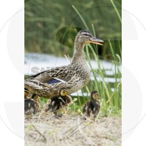 Female Mallard duck with cubs at Ria Formosa